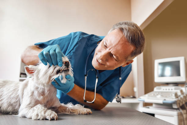 Best Emergency Root Canal Therapy in Mertzon, TX